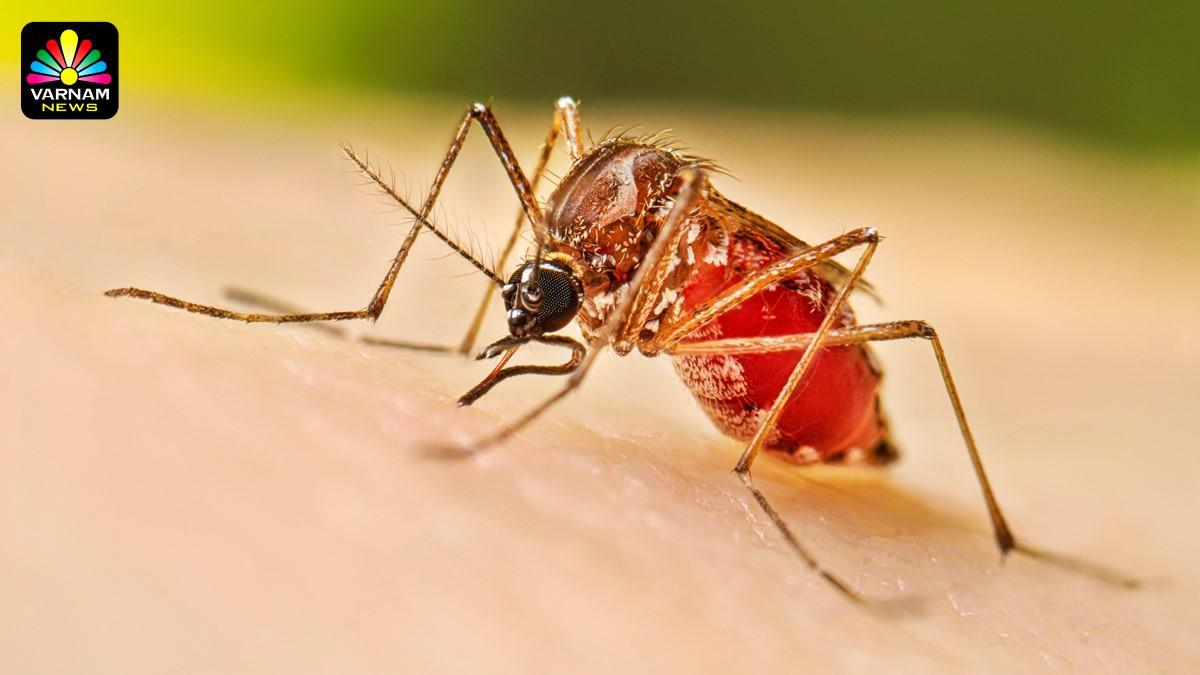 டெங்கு ஒழிப்பு வாரம் இன்று ஆரம்பம்