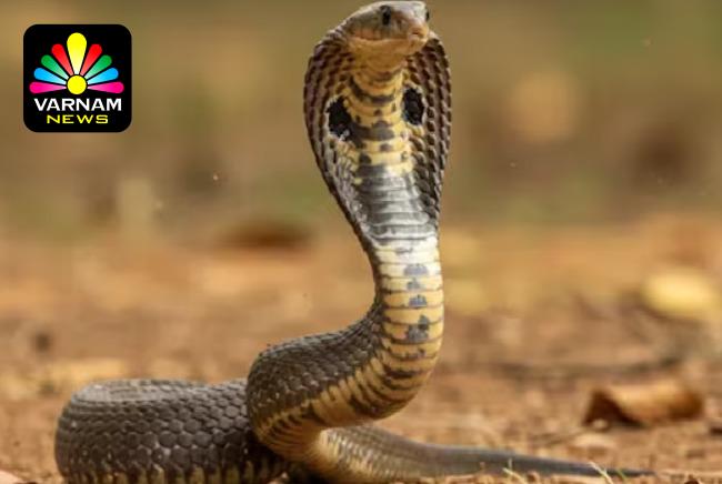 மதுபோதையில் பாம்பை விழுங்கிய நபர்