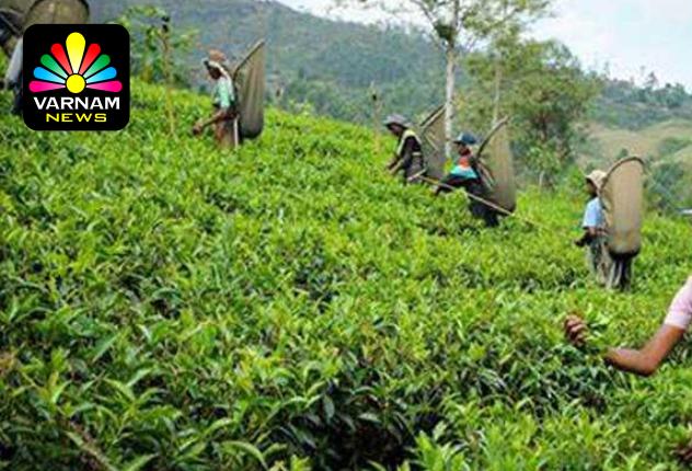 பெருந்தோட்டத் தொழிலாளர்களின் சம்பளம் உயர்வை கோரி மனு தாக்கல்