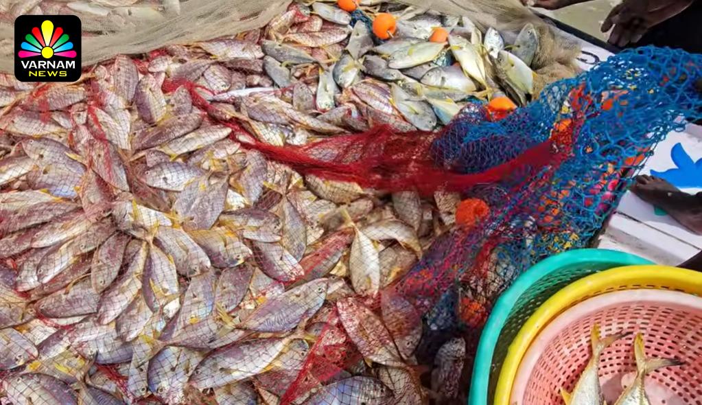 உலர் மீன் உற்பத்தியை அதிகரிக்க நடவடிக்கை