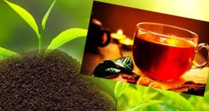 நாட்டில் குறைவடைந்த தேயிலை உற்பத்தி