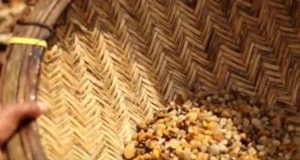 சட்டவிரோத மாணிக்கக் கல் அகழ்வு – பிரதான சந்தேகநபர் கைது