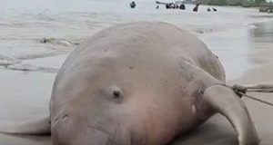 மன்னாரில் கரையொதுங்கிய Sea cow