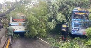 ஒல்கொட் மாவத்தையில் பஸ் மீது முறிந்து வீழ்ந்த மரம்