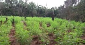 கஞ்சா செடிகளை முற்றாக தீயிட்டு அழிக்க பொலிஸார் நடவடிக்கை