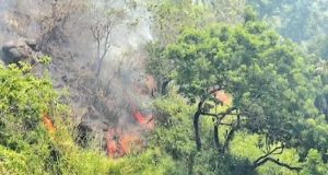 வனப் பகுதிகளுக்கு ஏற்படும் பாதிப்பு குறித்து அறிவிக்க தொலைபேசி இலக்கம்