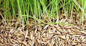 விதை நெல் உற்பத்திக்கு காப்புறுதித் திட்டம் அறிமுகம்