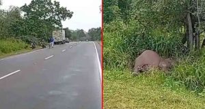 வேனுடன் மோதிய காட்டு யானை