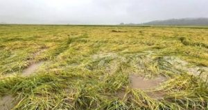 பயிர்ச் சேதங்களுக்கான இழப்பீடு – வௌியான விசேட அறிக்கை