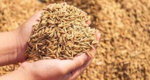 விதை நெல் விவசாயிகளுக்குப் புதிய காப்புறுதித் திட்டம்