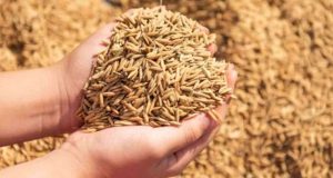 நெல் விலையை அதிகரிக்க நடவடிக்கை