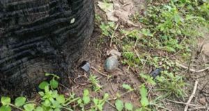 பாடசாலைக்கு அருகிலுள்ள காணியில் கைக்குண்டு மீட்பு