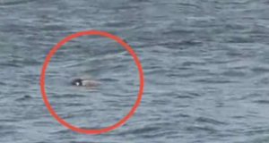 கொள்ளுப்பிட்டியில் கண்டெடுக்கப்பட்ட சடலம்