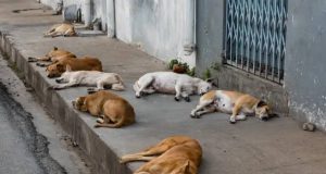 கல்முனையில் இறைச்சிக்காக நாய்கள் கொலை