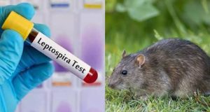 இலங்கையில் எலி காய்ச்சல் – 1,800 பேர் பாதிப்பு