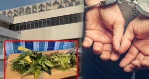 அலங்காரச் செடிகளை கடத்தி வந்த வியாபாரி கைது