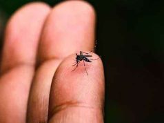 டெங்கு நோயினால் 12 பேர் பலி