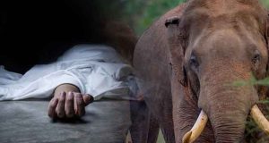காட்டு யானை தாக்கியதில் தந்தையும் மகளும் உயிரிழப்பு