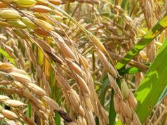 இன்று முதல் நெல் கொள்வனவு ஆரம்பம்