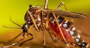 டெங்கு நோயாளிகளின் எண்ணிக்கை 83,000 ஐ கடந்தது