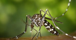 நாட்டில் 84 ஆயிரத்திற்கும் அதிக டெங்கு நோயாளர்கள் அடையாளம்