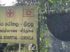லிந்துலையில் குளவி கொட்டுக்கு உள்ளாகி ஒருவர் பலி – ஐவர் வைத்தியசாலையில்