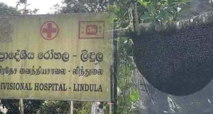 லிந்துலையில் குளவி கொட்டுக்கு உள்ளாகி ஒருவர் பலி – ஐவர் வைத்தியசாலையில்