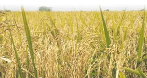 திங்கட்கிழமை முதல் நெல் கொள்முதல் ஆரம்பம்