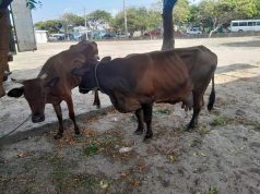 யாழ்ப்பாணத்தில் சட்டவிரோத கொல்களம் முற்றுகை 04 மாடுகள் உயிருடன் மீட்பு